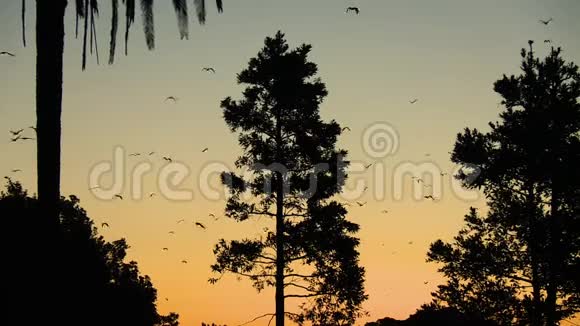大蝙蝠悬挂在树枝上视频的预览图
