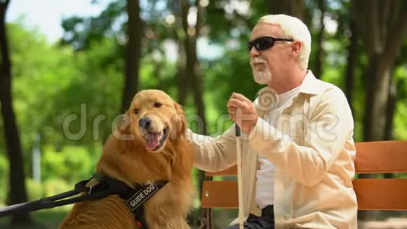 老人盲人抚摸导盲犬坐在长凳上照顾最喜欢的宠物视频的预览图
