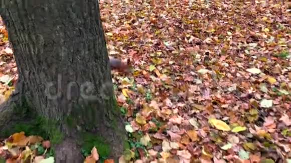 有趣的松鼠在美丽的秋天公园里寻找橡子视频的预览图