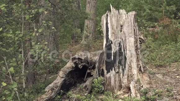 森林里的老树桩视频的预览图