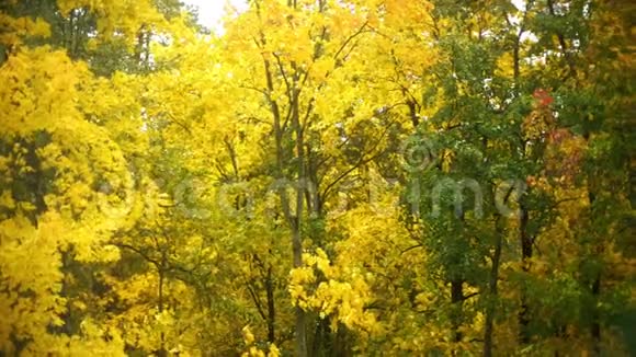 黄色森林背景下秋天落叶慢镜头视频的预览图
