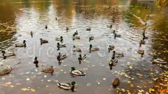 一群美丽的鸭子和鸭子在秋天的池塘里游泳视频的预览图
