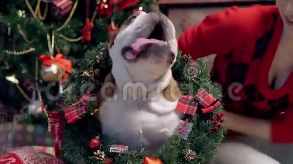 迷人的亚洲女孩爱和爱抚一个可爱有趣的斗牛犬在圣诞树下小狗遇见圣诞节圣诞节视频的预览图