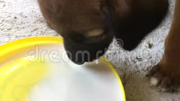 可爱的小狗喝牛奶视频的预览图