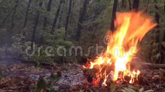 在森林里燃烧视频的预览图