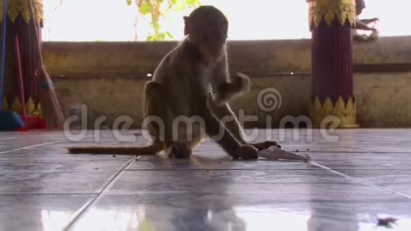 一只猴子从地上摘坚果视频的预览图
