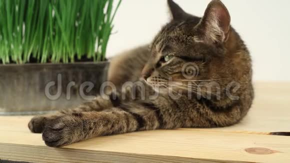 塔比猫在放松一只漂亮的绿眼睛的猫去休息视频的预览图