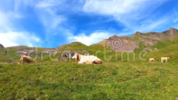 在瑞士巴沙尔湖附近的一个绿色牧场上吃草的棕色奶牛夏季高山景观奶牛阿尔卑斯山视频的预览图