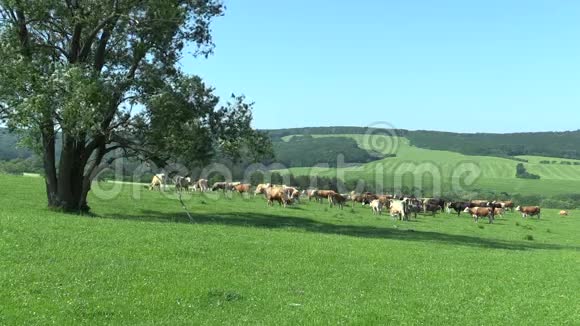 草地上有一群牛的景观生物圈保留地BileKarpaty教科文组织视频的预览图