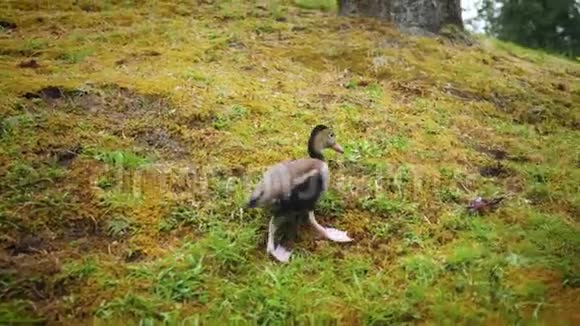 两只鸭子在草地上散步视频的预览图