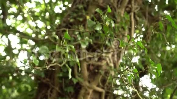 野生森林中树干上有绿色霉纹的年轻常春藤枝条视频的预览图