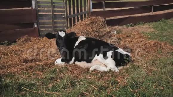 一头年轻的黑白母牛躺在村子里的干草里视频的预览图