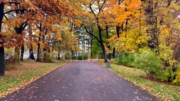 白天漫步在美丽的秋天公园里秋天的落叶视频的预览图