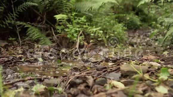 森林溪流在树叶草地和蕨类植物之间流动视频的预览图