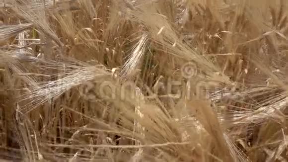 在阳光明媚的日子里小娃娃在成熟的天然谷物大麦或小麦的金色田野上缓慢移动关闭视野慢动作视频的预览图