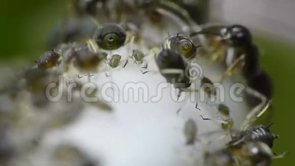 蚜虫与蚂蚁繁殖视频的预览图