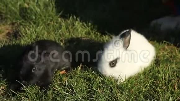 小兔子在绿草上视频的预览图