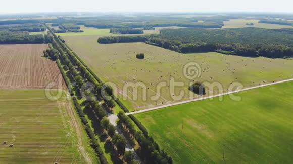夏天结束时的俄罗斯田野割麦子种田空中观景视频的预览图