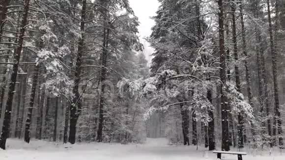 雪天松林中的小径视频的预览图