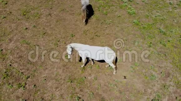 鸟瞰年轻的白色纯种马站在围场和放牧恐怖的动物害怕无人机的影子视频的预览图