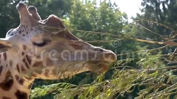 一只罗斯柴尔德长颈鹿吃树枝上的叶子动物园里的动物喂养和照顾濒危动物物种视频的预览图
