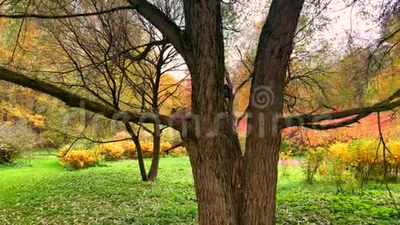 有趣的松鼠坐在美丽的秋天公园的树上视频的预览图