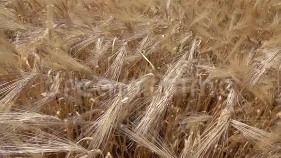在夏季的一天里在成熟的金块大麦或小麦上缓慢移动慢动作全高清视频240fps视频的预览图