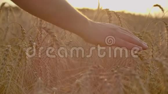 人手捧大麦农业日落农夫用手摸着他的庄稼在一片金色的麦田里收获视频的预览图
