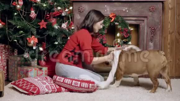 迷人的女孩在一只可爱有趣的斗牛犬上戴着一条白色围巾圣诞节新年广告的概念合适视频的预览图