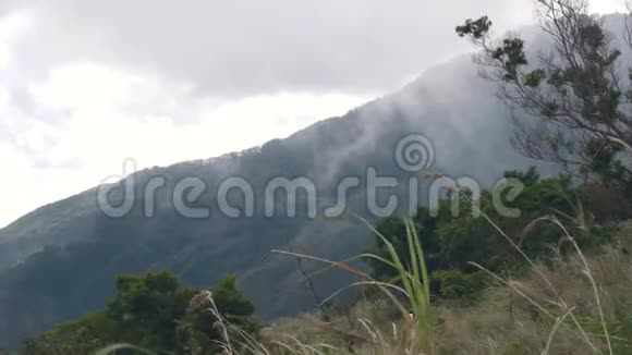 绿满林山白雾观穿山坡视频的预览图