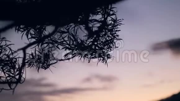 大自然中落日粉红天空背景下树枝剪影视频的预览图