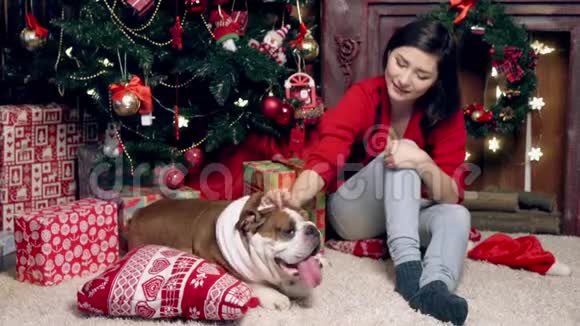 迷人的亚洲女孩在圣诞树下抚摸一只可爱有趣的牛头犬圣诞节新年的概念视频的预览图