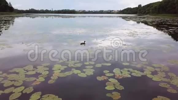 一只野鸭在一个城市公园的池塘里游泳背景是建筑物然后从一架无人机上射击视频的预览图