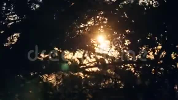 日出时阳光透过森林中树枝的剪影照耀视频的预览图