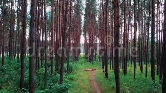 镜头在茂密的松林中的一条长满了高草的森林小路上松树间飞来飞去天空湛蓝视频的预览图