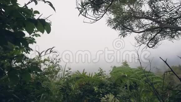 自然背景有白雾绿草和树木环绕的边缘视频的预览图