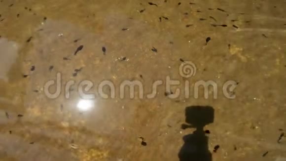 水中的许多蝌蚪新鱼在自然界背景动物中的出现视频的预览图