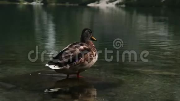 鸭子站在山湖的石头上背景是一只鸭子潜入水中视频的预览图