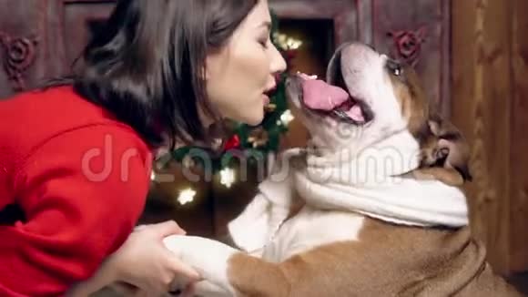 迷人的亚洲女孩亲吻一只可爱有趣的牛头犬在圣诞树下圣诞节新年的概念视频的预览图