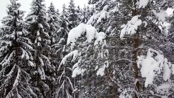 在美丽的冬季森林中在白雪覆盖的松树附近飞行没有人视频的预览图