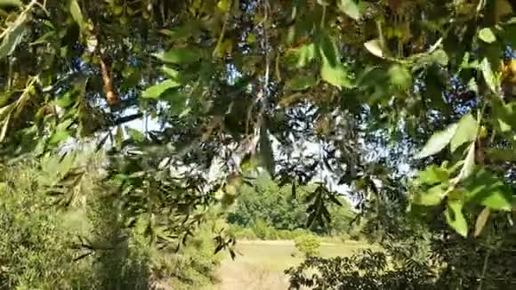 橄榄树的树枝在风中摇曳着果实视频的预览图