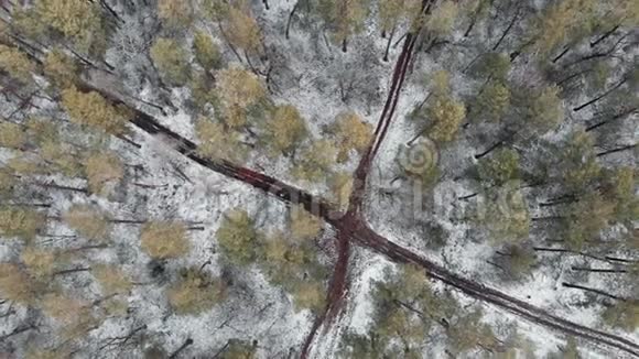 冬季公园的森林小径无人驾驶飞机俯视美丽的松林与小径美丽的冬季公园景观视频的预览图
