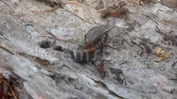 大红色的森林蚂蚁背着一只死虻视频的预览图