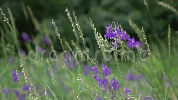 在一个多风的夏天温和的野生植物和花在草地上慢动作全高清视频240fps1080p视频的预览图