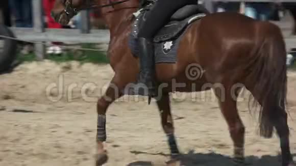 骑着棕马的警察视频的预览图