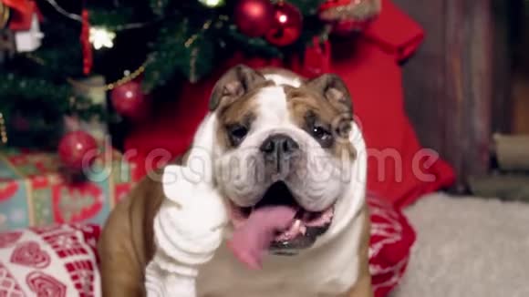 一只可爱有趣的斗牛犬在一棵圣诞树下的肖像圣诞节新年广告的概念合适视频的预览图