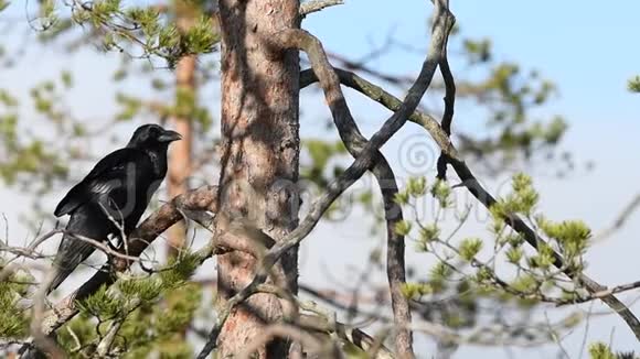 一种黑鸦科维斯栖息在松枝上慢动作天空背景秋林视频的预览图