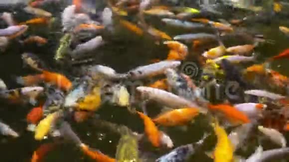 五颜六色的异国鱼类和人们的家庭喂养他们万向节运动视频的预览图