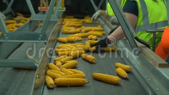 工人们站在胶带输送机附近对植物中移动的玉米进行分类视频的预览图