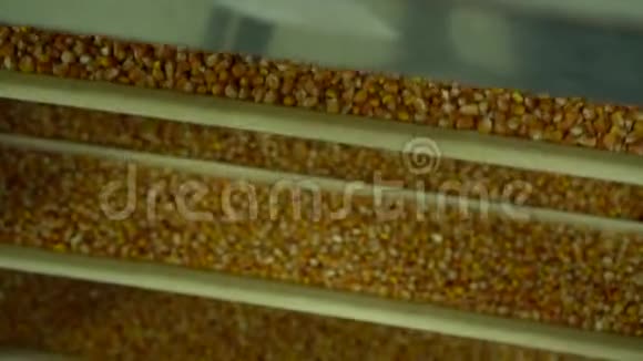 在植物影像中玉米是一种经过收割的植物视频的预览图